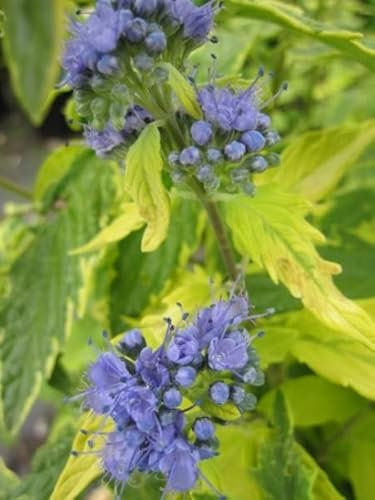 Bartblume Summer Sorbet (R) - Caryopteris clandonensis Summer Sorbet (R) - (30-40)