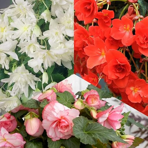 Hängebegonien Mischung „Hanging Beauties“ | 3 Stück | Topfpflanze | Geeignet für Kübel | Gemischt | 100% Blütegarantie | QFB Gardening