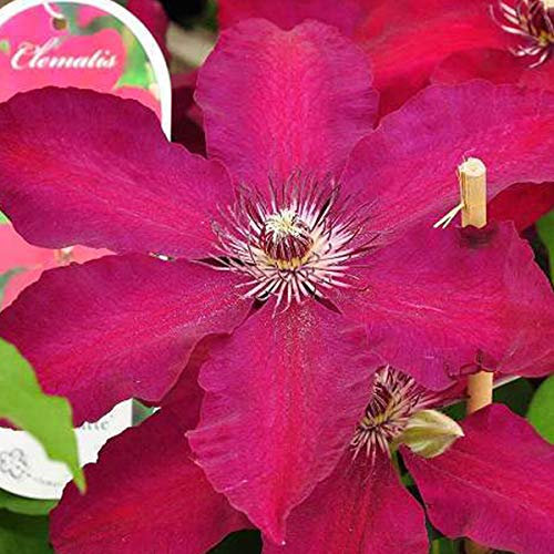 Clematis 'Westerplatte'- Clématite 'Westerplatte' 50-60 cm en conteneur