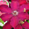 Clematis 'Westerplatte' - Waldrebe 50-60 cm Pflanzcontainer