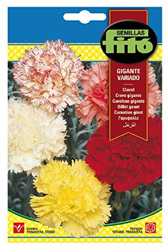 Semillas Fitó 615 - Semillas de Clavel Gigante Variado