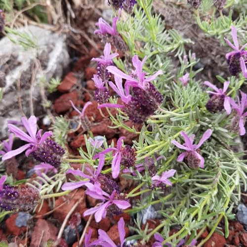 Semi di lavanda, resistenti all'inverno, serra balcone esotiche decorative, biologici 200pcs