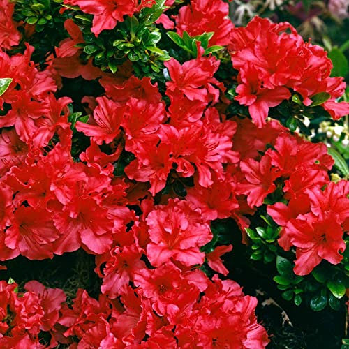 Azalea Japonica Plant - Red | Bushy Evergreen Hardy Flowering Outdoor Garden Shrubs | Pack of 2, 9cm Pots