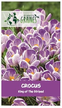 10 Bulbes de Crocus Printanier 'King of the Striped' – Grandes Fleurs Striées, Blanc et Mauve Violet