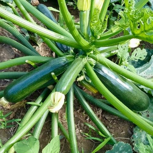 semi di zucchine biologici - resistente giardino interno 100pcs