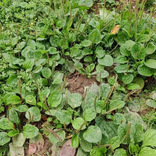 semillas de plátano ribwort, verdes decorativas resistentes para balcones, resistentes para jardín, semillas 100pcs