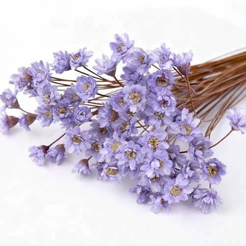 100 grenar av små stjärnblommor, lila brasilianska stjärnblommor för DIY-harts, scrapbooking, smyckestillverkning och blomdekorationer