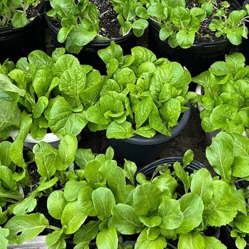 semillas de pak choi de jardín mostaza china balcón jardín rocas interior hortícolas decoración sala estar trepadoras decoración 50pcs