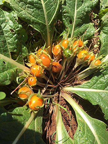 Mandragore d'automne (Mandragora autumnalis) env. 10 semences