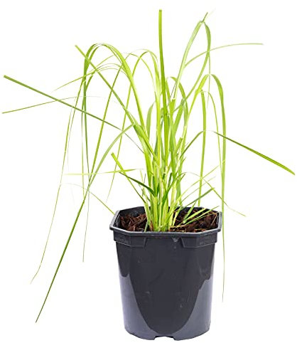Pampasgras (rosa) - Cortaderia selloana 'Rosea'- Höhe ca. 50 cm, Topf-Ø 17 cm