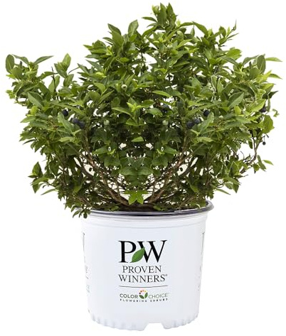 Proven Winners 2 Gal. Splendid! Blueberry Shrub