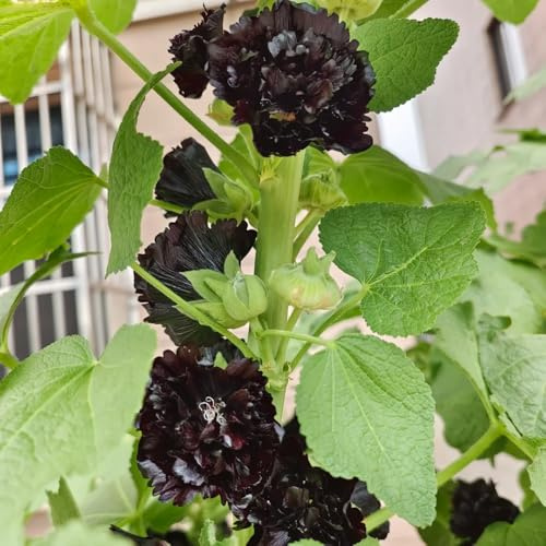 semi di malvarosa perenne resistente, malvarosa to perenni per luoghi soleggiati selvatici da balcone da giardino, 300pcs
