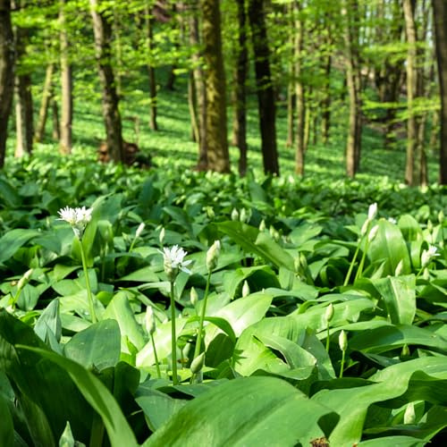 Aglio orsino - Allium ursinum - invernali, invernali da giardino organiche per la copertura del terreno per giardino di da 500semi