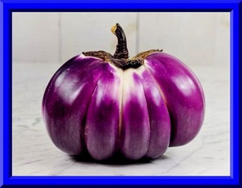 15 semi di melanzana Prosperosa Seeds - molto grande - SEMI raro!