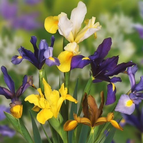 Rizoma di iris&resistenti al freddo e alla siccità,adatte per la decorazione di giardini e balconi/adatte come regali per le feste-4 bulbi-f