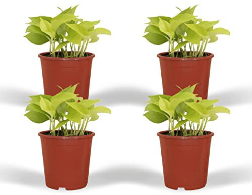 Pothos doré Epipremnum - Scindapsus - 15cm - Ø12cm - Plante d'intérieur - Vert persistant