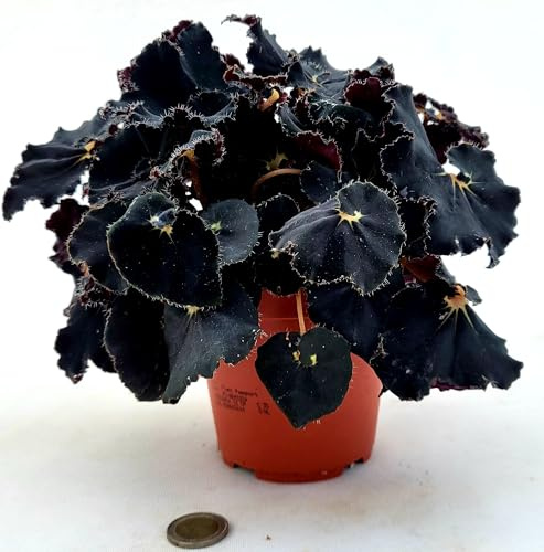 POWERS TO FLOWERS - BEGONIA REX NERA, DARK MAMBO, VASO 13CM, pianta vera