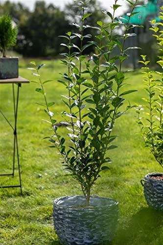 Ligustrum ovalifolium 125-150 cm – Winterhart, Mehrjährig, Pflegeleicht – Ovalblättriger Liguster – Heckenpflanze für Garten & Sichtschutz