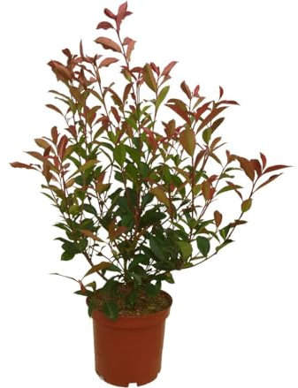 Fotinia Natural Arbusto de Exterior con Belleza Mediterránea y Mantenimiento Mínimo