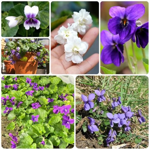 duftveilchen samen mehrjährig küchenkräuter balkonpflanzen duftveilchen pflanzen blumen balkon kräutergarten bodendecker gartenkräuter heilkräuter samen zimmerpflanzen bio 60pcs