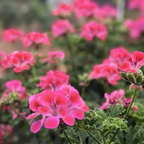 semillas de geranio perfumado, exóticas resistentes de geranio limón, jardín de interior de silvestres perennes 30pcs
