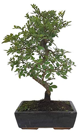 BONSAI NATURAL DE INTERIOR ZELKOVA PARVIFOLIA 6 AÑOS (OLMO CHINO)