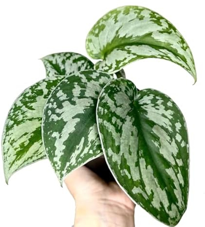 Poto Scindapsus Natural Planta Colgante que Enamora