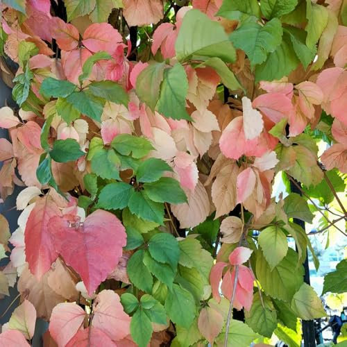 250 Pcs Wilder Wein Kletterpflanze Samen - Winterharte Pflanzen Für Balkon Creeper Jungfernrebe Samen, Exotische Pflanzen Winterhart Green Wall, Pflanzen Deko Vine Kletterpflanzen