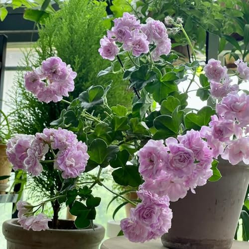 winterharte geranien samen hängend - kräuterpflanzen, blumen für balkon pelargonium samen, blumenwiese samen mehrjährig, herbst deko geschenke für gartenfreunde, samen alte sorten 30pcs