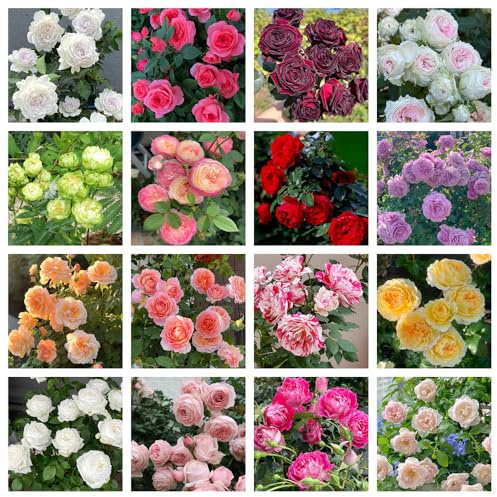 rosal - Rosa chinensis - de interior Cubresuelos resistentes trepadoras raras de interior exóticas invernaderos balcón decoración sala 550semillas