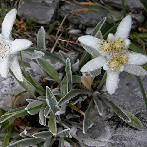 6 x Edelweiss des Alpes - Leontopodium Alpinum - Godet 9x9cm - Blanc, compact, soleil, sec