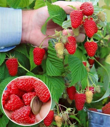 BALDUR-Garten 2x Riesenhimbeere Primeberry® Autumn Happy®, im 2-Liter Topf