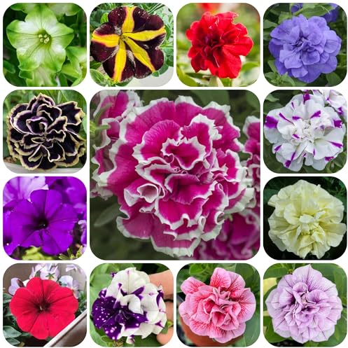 petunias colgantes de oficina, techo verde Petunias colgantes semillas de silvestres sombra silvestres, macizo exóticas ornamentales lugares 850semillas