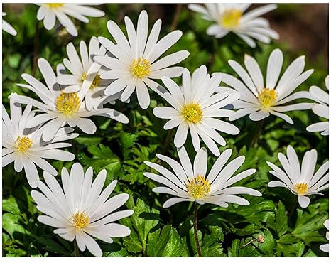 10x Anemone Blanda White Splendour Spring Summer Flowering Bulbs Daisy Like Autumn Planting Flowers Garden Hardy Perennial Corms Size 6/7