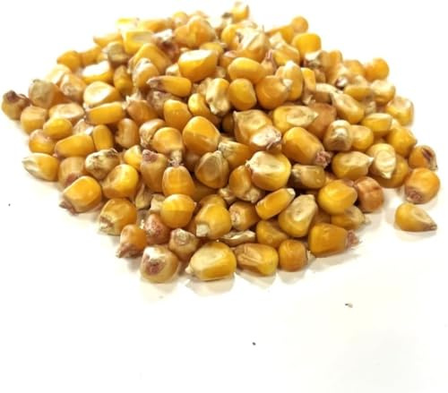 Whole Roundberry Maize 750g Animal Feed and Fishing Bait MDJ