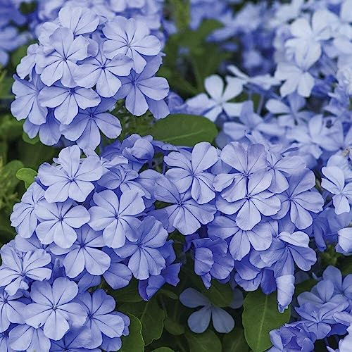 Plumbago Capensis Piombaggine Rampicante pianta da siepe in vaso ø9 cm Vivaio di Castelletto