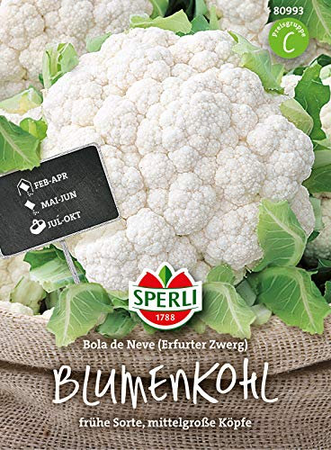 80993 Sperli Premium Blumenkohl Samen Bola de Neve | Frühe Sorte | Mittelgroße Köpfe | Blumenkohl Saatgut | Blumenkohl Samen