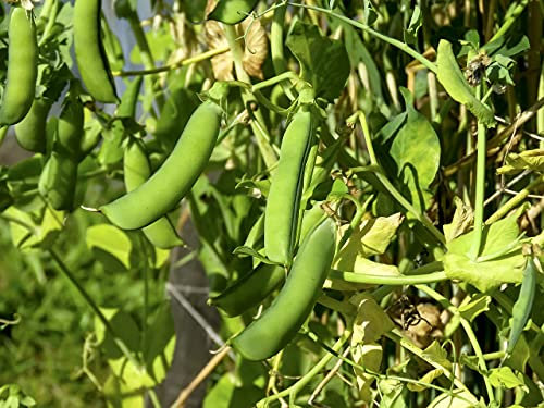 Lot de 50 Graines de Pois Potager Petit Provençal - Variété à Saveur Sucrée, Tendre et Juteuse - Facile à Cultiver pour Débutant - 100% Naturelle- Garantie Germination - Semences 100% Reproductibles