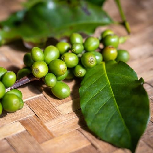 5 pcs kaffeepflanze kaufen samen, winterharte pflanzen, bodendecker winterhart kaffee samen zum pflanzen (Coffea arabica) blumensamen gastgeschenk, samen winterharte kübelpflanzen,