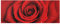 Bilderwelten Top Blumen Glasbilder Wandbild Foto Kunstdruck 50 x 125cm Rose mit Wassertropfen