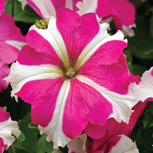 100 semillas de petunia rosa