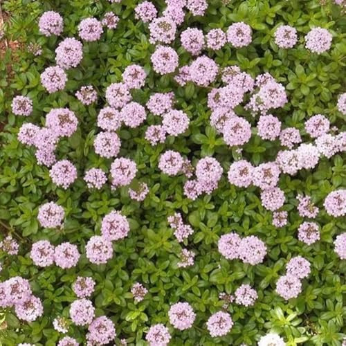 semi di timo strisciante, resistente da giardino tappezzatura del terreno per balcone decorazione del esterno 400pcs