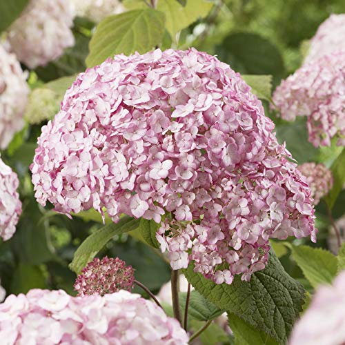 Hydrangea arborescens ‘Candybelle Bubblegum’, Hardy Shrub in 9cm Pot x 2 by Thompson and Morgan (2)