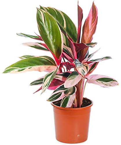 Calathea stromanthe Triostar | Plante d'Intérieur pour la Maison ou le Bureau