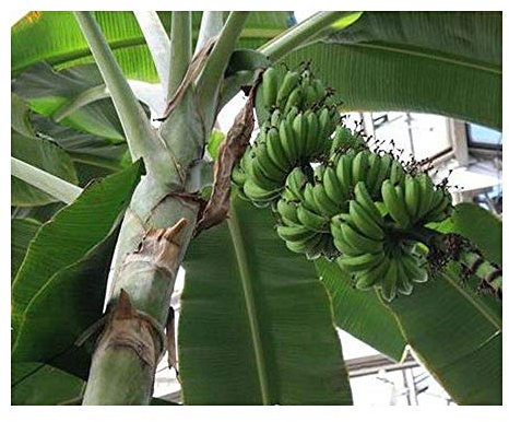 Shop Meeko Musa acuminata - Nain Banana - 10 graines