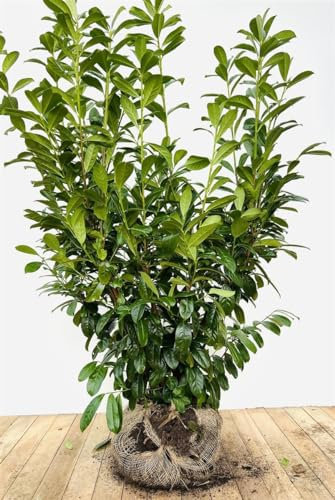 Prunus laurocerasus 'Novita' 120-140 cm - Kirschlorbeer, immergrün, ideal als Hecke, schnellwachsend, pflegeleicht und winterhart