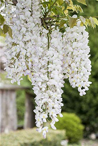Wisteria sinensis 'Alba' 40-60 cm – Winterhart, Mehrjährig – Chinesischer Blauregen – Kletterpflanze für Pergola & Rankhilfe