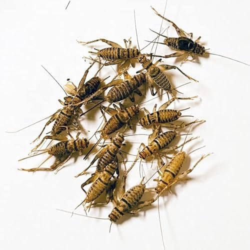 NutriCricket 110 Live Banded Crickets (Large (3/4 +))
