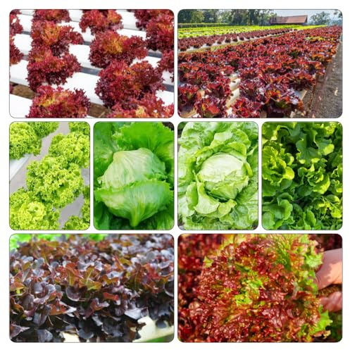 semillas de lechuga Semillas variedades tradicionales invierno balcón parterre elevado 550pcs