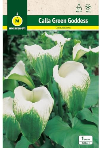 Mascarell Semillas, CALLAS VERDE, Semillas Bulbosas, Bulbos de Flores Primavera Fácil de Cultivar, Bolsa 1 Bulbo